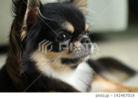 tiny black and brown furry dog in home, cute chihuahua canine 142467019
