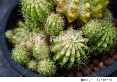 Echinopsis calochlora having sunburn damaged. Cactus get sunburned due to being exposed to too much sunlight which makes them vulnerable to fire. Echinopsis calochlora having sunburn damaged. Cactus get sunburned due to being exposed to too much sunlight which makes them vulnerable to fire. 142467191