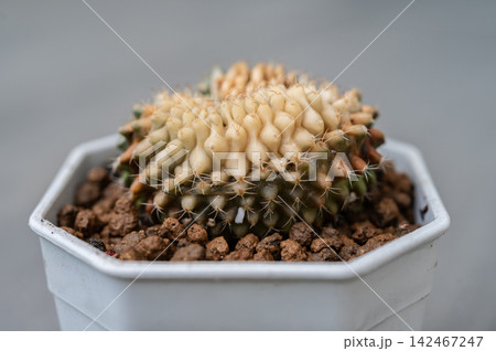 Gymnocalycium cristata cactus having sunburned problem. Gymnocalycium cristata cactus having sunburned problem. 142467247