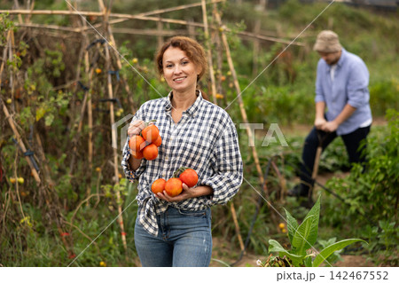Portrait of happy woman picking ripe red tomatoes. Concept of food self sufficiency Portrait of happy woman picking ripe red tomatoes. Concept of food self sufficiency 142467552