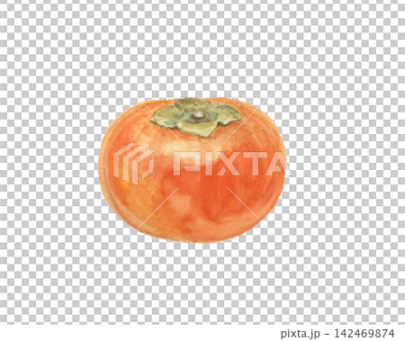 A realistic persimmon painted with watercolors A realistic persimmon painted with watercolors 142469874