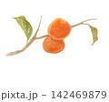 水彩絵の具で描いたリアルな柿 142469879