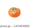 水彩絵の具で描いたリアルな柿 142469880
