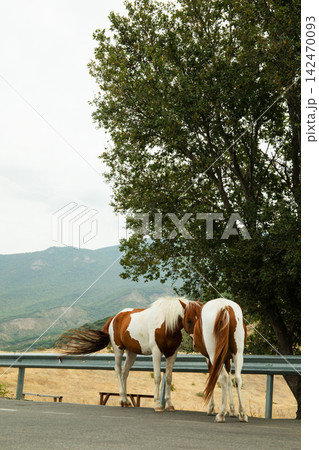 Horses nuzzle each other near a winding road in an expansive rural area Horses nuzzle each other near a winding road in an expansive rural area 142470093