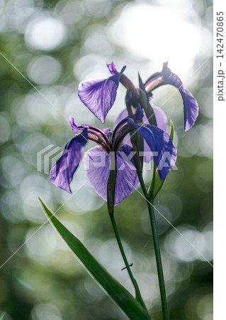 白い光を背景にしたアヤメの花のシルエット 白い光を背景にしたアヤメの花のシルエット 142470865