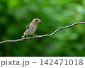 シメ幼鳥②（北海道） 142471018