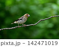 シメ幼鳥③（北海道） 142471019