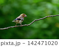 シメ幼鳥④（北海道） 142471020