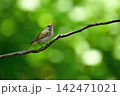 センダイムシクイ⑨（北海道） 142471021