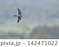 チゴハヤブサ⑭（北海道） 142471022