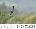 チゴハヤブサ⑮（北海道） 142471023
