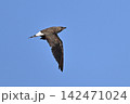 ツバメチドリ幼鳥①（北海道） 142471024