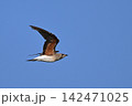 ツバメチドリ幼鳥②（北海道） 142471025