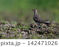 ツバメチドリ幼鳥③（北海道） 142471026