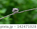ヒガラ幼鳥（北海道） 142471028