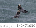 ラッコ㊹（北海道） 142471030