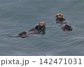 ラッコ㊺（北海道） 142471031