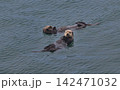 ラッコ㊼（北海道） 142471032