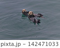 ラッコ㊽（北海道） 142471033