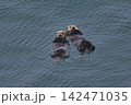 ラッコ㊻（北海道） 142471035