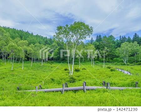 入笠山で見た初夏の高原湿原を巡る木道と白樺林の爽やかな風景 入笠山で見た初夏の高原湿原を巡る木道と白樺林の爽やかな風景 142471230