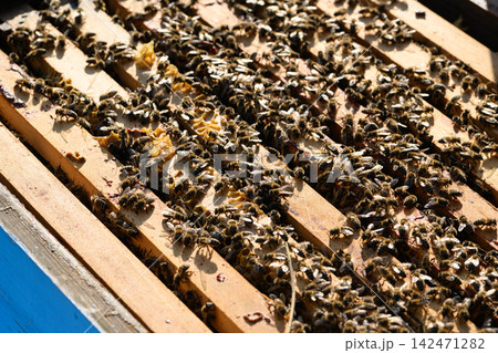 Bees covering wooden frames inside open beehive 142471282