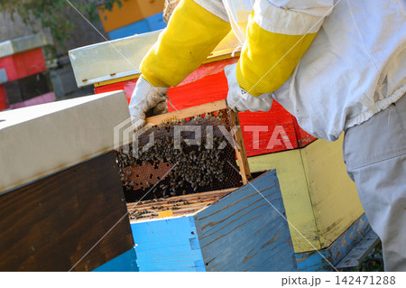 Gloved hands holding honeycomb frame over open hive Gloved hands holding honeycomb frame over open hive 142471288
