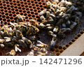 Bee cluster on comb beside wooden frame corner. Queen bee visible Bee cluster on comb beside wooden frame corner. Queen bee visible 142471296