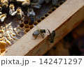Two honeybees walking on wooden hive frame edge Two honeybees walking on wooden hive frame edge 142471297