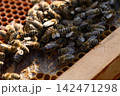 Bees clustered on comb near wooden frame corner. Queen bee visible Bees clustered on comb near wooden frame corner. Queen bee visible 142471298