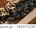 Honeybees covering comb cells beside wooden frame edge. Queen bee visible Honeybees covering comb cells beside wooden frame edge. Queen bee visible 142471299