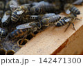 Close-up of bee on wooden frame edge with hive blur. Queen bee visible Close-up of bee on wooden frame edge with hive blur. Queen bee visible 142471300