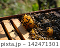 Open hive frame with bright wax comb and bees Open hive frame with bright wax comb and bees 142471301