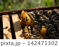 Bees building fresh wax comb on open hive frame Bees building fresh wax comb on open hive frame 142471302