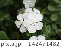 White Madagascar periwinkle flowers against dark green foliage 142471482