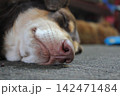 Close-up of a sleeping dog nose resting on the ground 142471484
