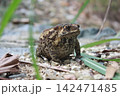 Asian common toad sitting on gravel ground 142471485
