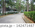 Paved road through a pine forest resort with modern villas 142471487
