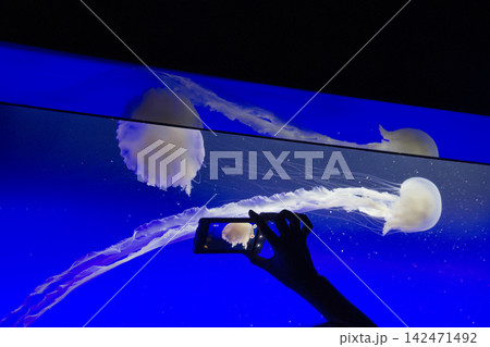 Silhouetted hand photographing jellyfish in a blue-lit aquarium tank 142471492