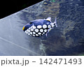 Clown triggerfish swimming near the surface of an aquarium tank 142471493