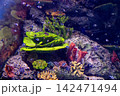 Shoal of humbug damselfish over a colourful coral reef 142471494