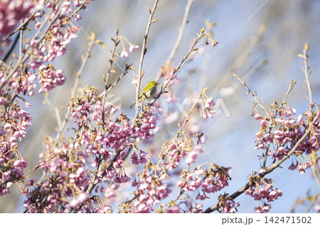 静岡県伊豆市の土肥桜と目白 静岡県伊豆市の土肥桜と目白 142471502