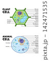 Plant cell and Animal Cell anatomy diagram. 142471535