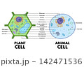 Plant cell and Animal Cell anatomy structure diagram. 142471536