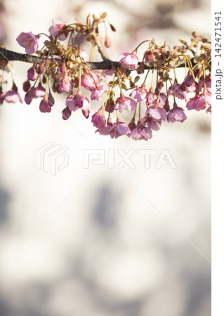 満開の土肥桜 満開の土肥桜 142471541