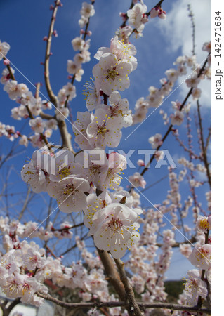 Apricot flower on nature background	 142471684