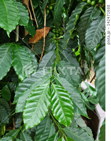 Close-up of coffee tree leaves 142471688