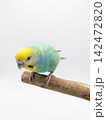 木の枝にとまるインコ 142472820