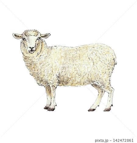 An adult sheep with thick wool fleece. Hand-drawn illustration, created with fine black liner and colored pencils. suitable for farm, agriculture, countryside, pastoral, and vintage-themed projects. An adult sheep with thick wool fleece. Hand-drawn illustration, created with fine black liner and colored pencils. suitable for farm, agriculture, countryside, pastoral, and vintage-themed projects. 142472861