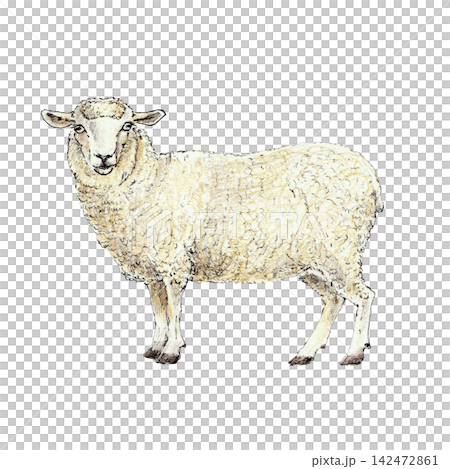 An adult sheep with thick wool fleece. Hand-drawn illustration, created with fine black liner and colored pencils. suitable for farm, agriculture, countryside, pastoral, and vintage-themed projects. An adult sheep with thick wool fleece. Hand-drawn illustration, created with fine black liner and colored pencils. suitable for farm, agriculture, countryside, pastoral, and vintage-themed projects. 142472861